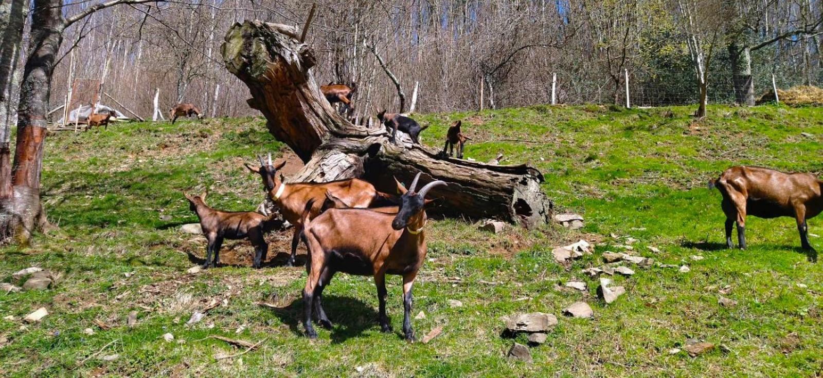 A La Ferme