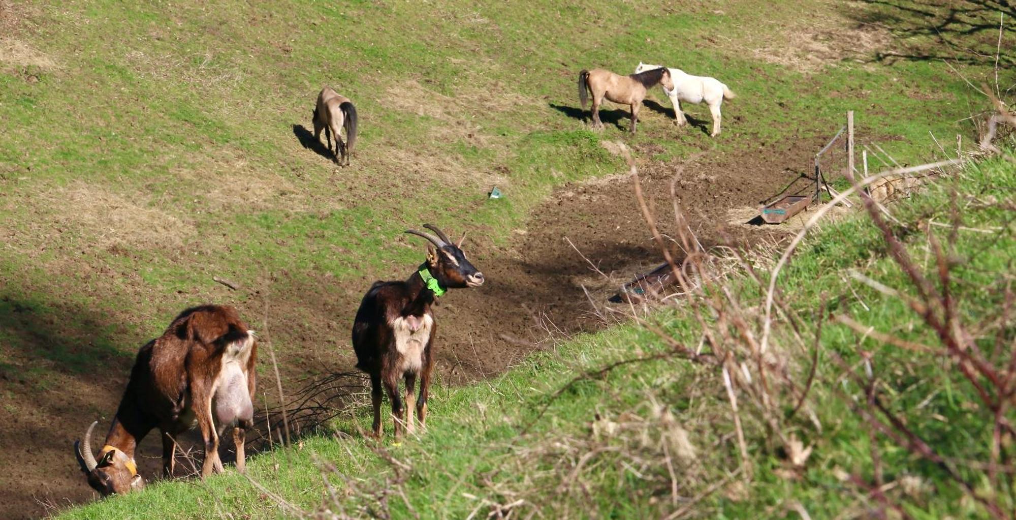 A La Ferme * Arrodets-ez-Angles